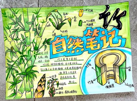 迷你世界怎么种竹子